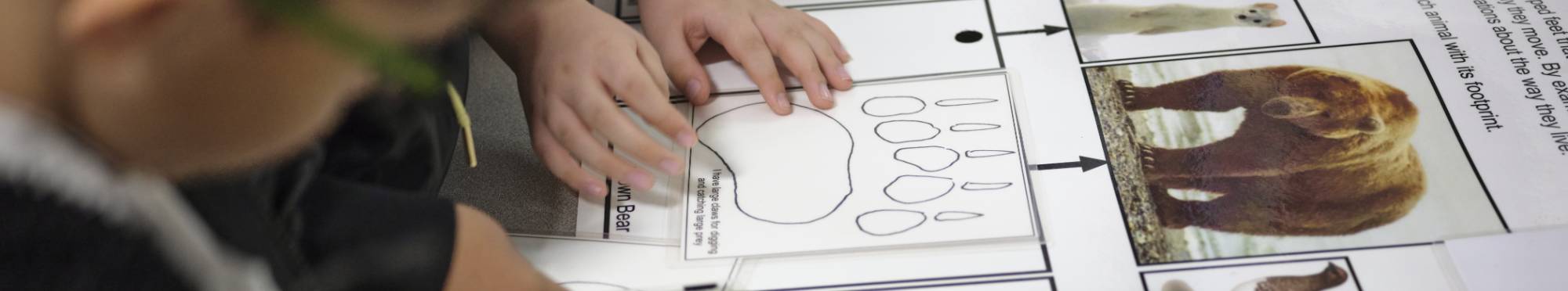 a child looking at line drawings of a bear footprint